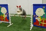 Sybil-the-leaping-reindeer-small.jpg