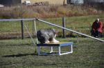 Sybil_stop on table.JPG