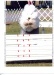 belle 1st agility trial.jpg