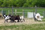 belle herding 2010.jpg