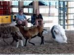 belle herding sm.jpg