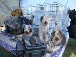 family at agility trial.jpg