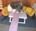 mace puppy table.jpg