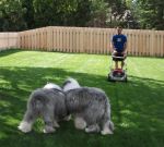 mowing.jpg