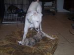 Jester  & Pup 003.jpg
