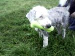 Ollie 4.jpeg