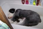 baloo in tub.jpg