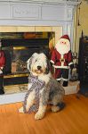 funny baloo at holiday.jpg