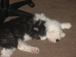 tillie 001.JPG