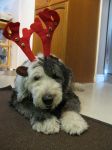 2011 Reindog Portrait.JPG