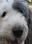 Big Black Nose.jpg