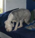 Mony Caught on Victors Bed.jpg