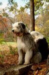 AutumnPups_2SM.jpg