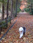 AutumnPups_4SM.jpg