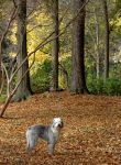 AutumnPups_5SM.jpg