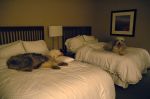 Dogs_Westin_01sm.jpg