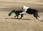 FrisbeeAttack_01.jpg