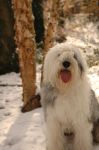 Good_Snow_Luna_2sm.jpg