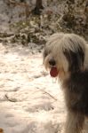 Good_Snow_Tonks_2sm.jpg