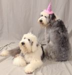 PartyDogs_01.jpg