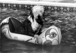 PoolSheepdogSM.jpg
