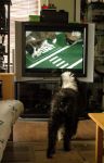 PuppyBowl_04sm.jpg