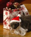 SantaCat3.jpg
