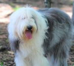 Shaggy_luna.jpg