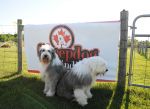 SheepdogShindig_Girls1sm.jpg