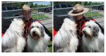 SheepdogShindig_MOUNTIE4sm.jpg