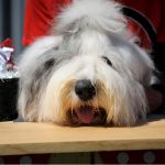 SheepdogShindig_Murphy3sm.jpg