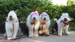 SheepdogShindig_PrincessesSM.jpg