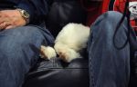 SheepdogShindig_Puppy1sm.jpg