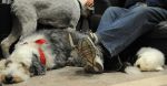 SheepdogShindig_pupontailSM.jpg