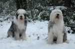 Snow_Dogs_BestSM.jpg
