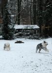Snowdogs_Running_3.jpg
