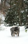 Snowy_Playtime04sm.jpg