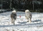 TonksLunaSnow_06sm.jpg