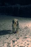 TonksSnow_02sm.jpg