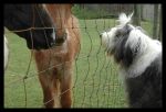 Tonks_Ponies_01sm.jpg