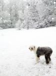 snowdogs049_lorez.jpg