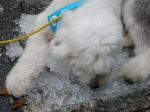 Ice diving! 004.JPG