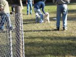 Lure Coursing! 032.JPG