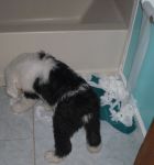 Naughty Pup 001.JPG