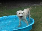 Puppies first day home 003.JPG