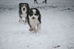 snowdogs 138.JPG