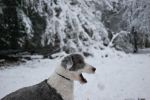 snowdogs 160.JPG