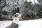 snowdogs 164.JPG