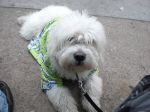 st patty_s day 020.JPG