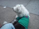 st patty_s day 024.JPG